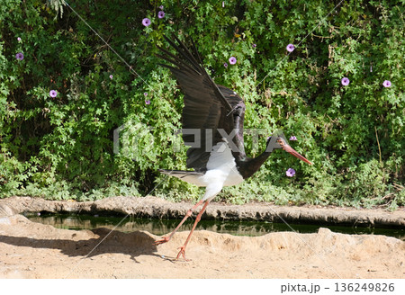Black Stork (Ciconia nigra) 136249826