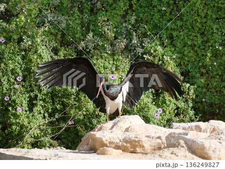 Black Stork (Ciconia nigra) 136249827