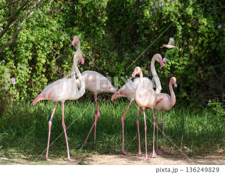 Greater flamingo (lat.- Phoenicopterus roseus) Greater flamingo (lat.- Phoenicopterus roseus) 136249829