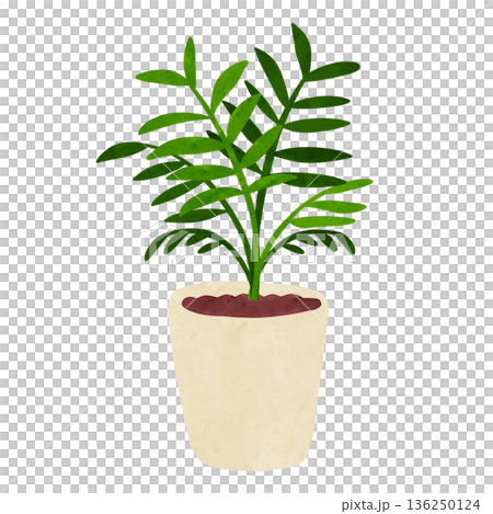 盆栽棕櫚樹，水彩手繪插圖 136250124