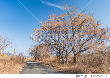 淀川右岸河川敷風景　大阪府高槻市 136250654