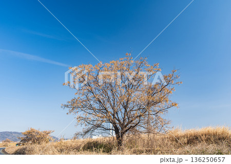 淀川右岸河川敷に立つセンダンの木　大阪府高槻市 136250657