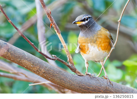 マミチャジナイの雄 136250815