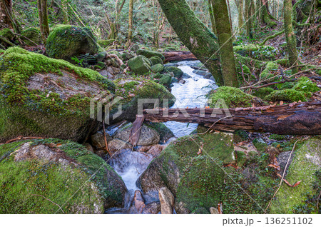 苔が日本一きれいな渓谷　屋久島国立公園(冬 136251102