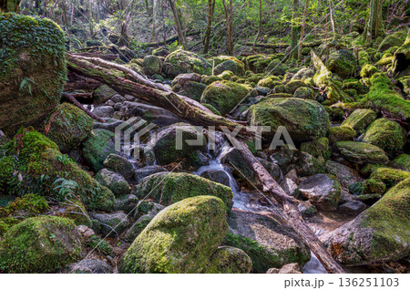 苔が日本一きれいな渓谷　屋久島国立公園(冬 136251103