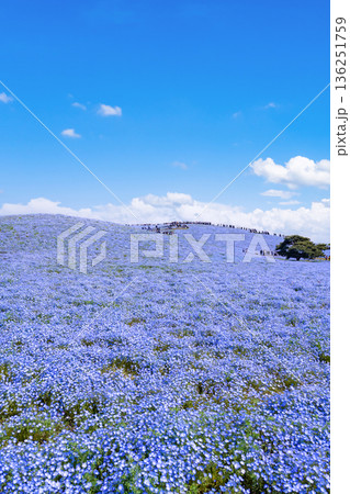 茨城県ひたちなか市 ひたち海浜公園のネモフィラ 茨城県ひたちなか市 ひたち海浜公園のネモフィラ 136251759