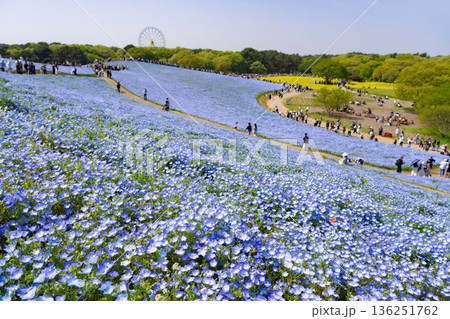 茨城県ひたちなか市　ひたち海浜公園のネモフィラ 136251762