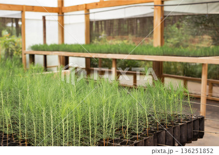 Pine seedlings growing in a greenhouse for reforestation, promoting environmental sustainability and forest conservation Pine seedlings growing in a greenhouse for reforestation, promoting environmental sustainability and forest conservation 136251852
