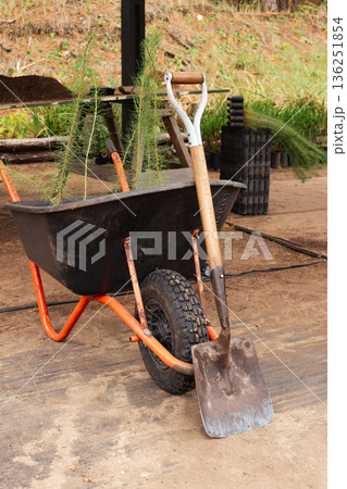 A wheelbarrow full of small pine seedlings and a shovel, tools used in the greenhouse A wheelbarrow full of small pine seedlings and a shovel, tools used in the greenhouse 136251854