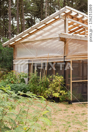 Greenhouse nursery growing different trees for sustainable reforestation 136251869