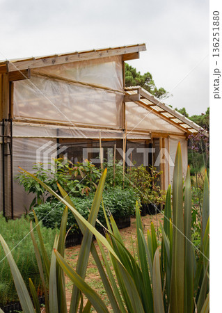 Vertical view of wooden and nylon greenhouse nursery fostering plants. 136251880