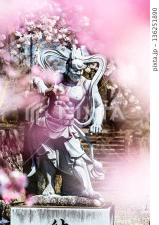 山梨 桜満開の妙了寺 山梨 桜満開の妙了寺 136251890