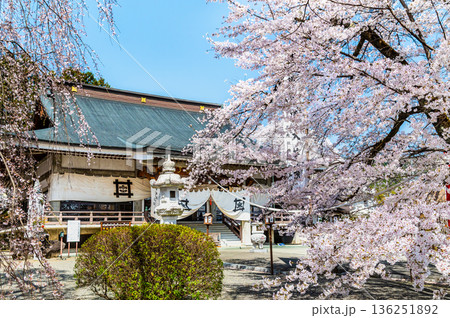 山梨 桜満開の妙了寺 山梨 桜満開の妙了寺 136251892