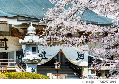 山梨 桜満開の妙了寺　 136251894