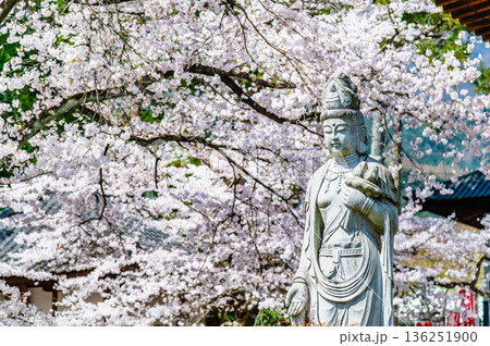 山梨 桜満開の妙了寺　 136251900