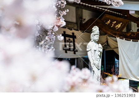 山梨 桜満開の妙了寺 山梨 桜満開の妙了寺 136251903