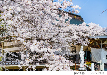 山梨 桜満開の妙了寺 山梨 桜満開の妙了寺 136251904