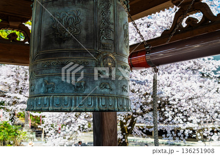 山梨 桜満開の妙了寺 山梨 桜満開の妙了寺 136251908