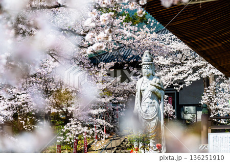 山梨 桜満開の妙了寺　 136251910