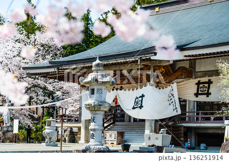 山梨 桜満開の妙了寺　 136251914