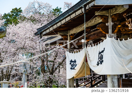 山梨 桜満開の妙了寺　 136251916