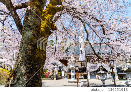 山梨 桜満開の妙了寺 山梨 桜満開の妙了寺 136251918