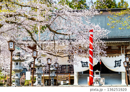 山梨 桜満開の妙了寺　 136251920