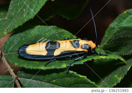 Closeup of a beauttiful Moth in nature, Thailand. 136251983