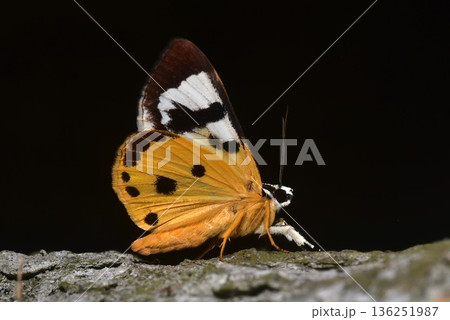 Closeup of a beauttiful Moth in nature, Thailand. 136251987