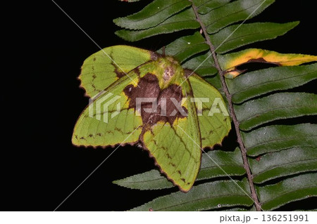 Closeup of a beauttiful Moth in nature, Thailand. Closeup of a beauttiful Moth in nature, Thailand. 136251991