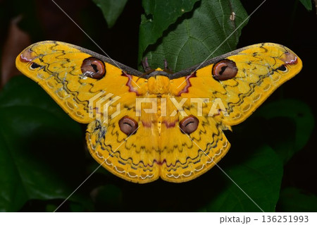 Closeup of a beauttiful Moth in nature, Thailand. Closeup of a beauttiful Moth in nature, Thailand. 136251993