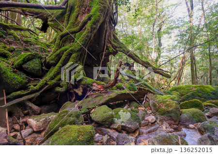 屋久島国立公園　苔が日本一きれいな渓谷(冬 136252015