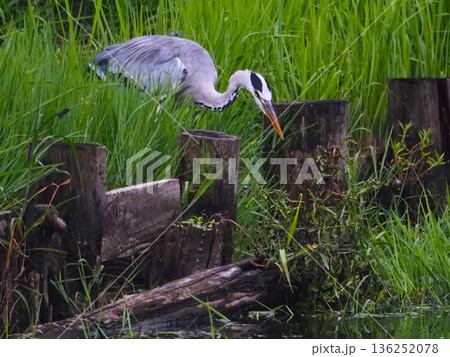 川口市の荒川運動公園ふな池で獲物を狙うアオサギ 川口市の荒川運動公園ふな池で獲物を狙うアオサギ 136252078