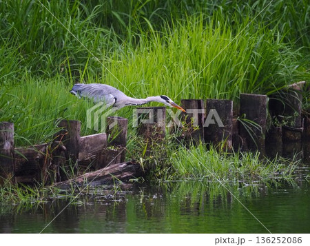 川口市の荒川運動公園ふな池で獲物を狙うアオサギ 136252086