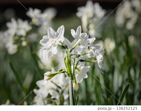 白い水仙 ペーパーホワイトの花(早春) 白い水仙 ペーパーホワイトの花(早春) 136252125
