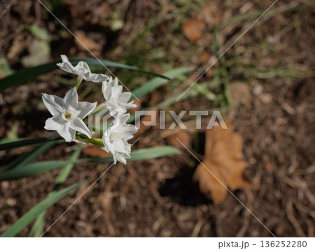 落ち葉の中で咲く白い水仙 ペーパーホワイト（冬から春へ） 136252280
