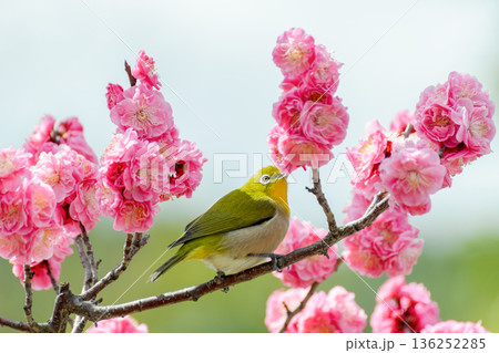 ピンクの梅の花にとまるメジロ ピンクの梅の花にとまるメジロ 136252285