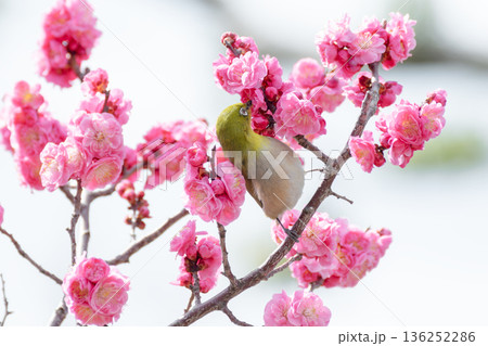 ピンクの梅の花にとまるメジロ ピンクの梅の花にとまるメジロ 136252286