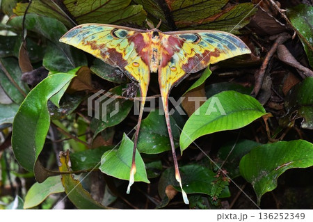 Closeup of a beauttiful Moth in nature, Thailand. 136252349