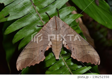 Closeup of a beauttiful Moth in nature, Thailand. Closeup of a beauttiful Moth in nature, Thailand. 136252350