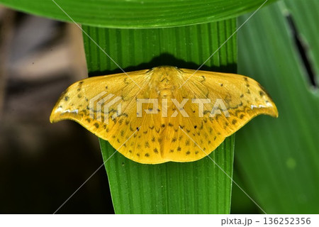 Closeup of a beauttiful Moth in nature, Thailand. 136252356