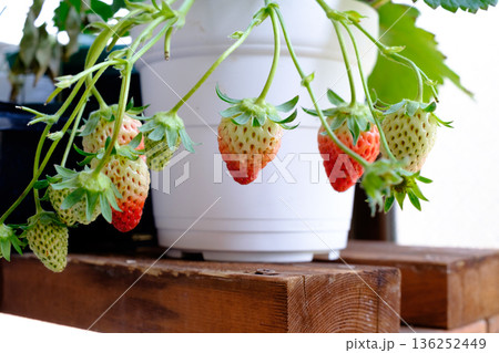 鉢植えで育つ色づき始めたいちご 136252449