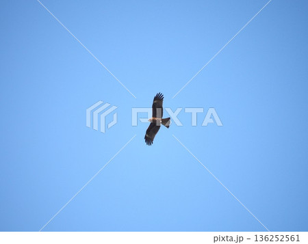 青空を背景に上空から獲物を狙うトビ 136252561