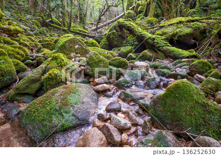 苔が日本一きれいな渓谷　屋久島国立公園(冬 136252630