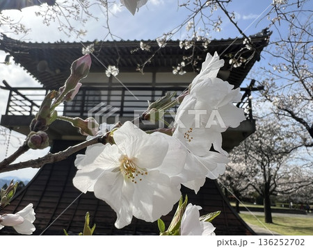 春の青空に咲く白い桜 春の青空に咲く白い桜 136252702