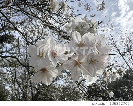 春の青空に咲く白い桜 136252703