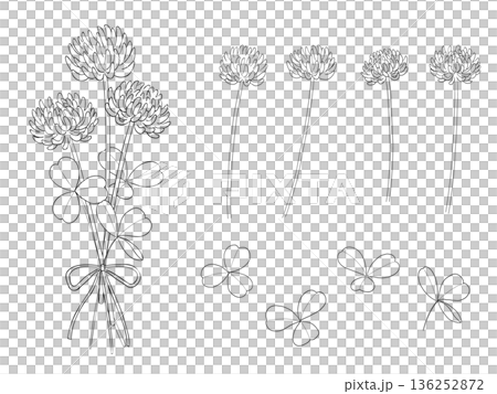 白色三葉草線畫插圖集，向量圖，透明背景 136252872