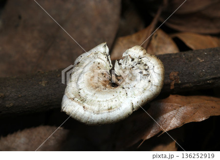 日本の森・落葉と枯れ枝にツヤウチワタケモドキ茸(アウトドアフィールド菌・キノコ類マクロ撮影) 日本の森・落葉と枯れ枝にツヤウチワタケモドキ茸(アウトドアフィールド菌・キノコ類マクロ撮影) 136252919