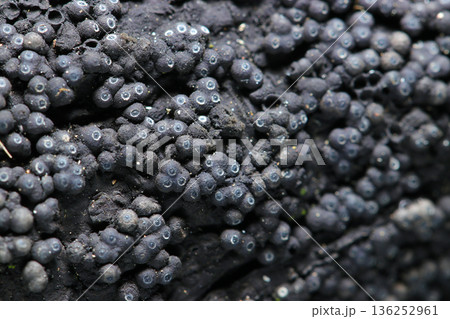 黒いグロテスクな子嚢殻に天使の輪がおもしろいアカコブタケ科キノコのコロニーアップ（キノコマクロ撮影） 136252961