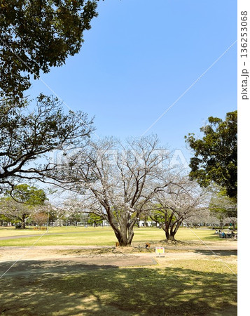 春の青空の下の満開桜公園 春の青空の下の満開桜公園 136253068